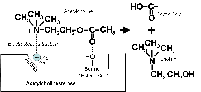 acetylcholinesterase