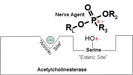 agent binding