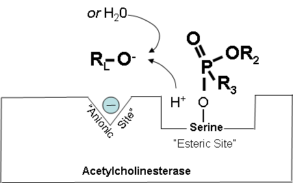 esteric binding