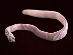 The dwarf tapeworm, Hymenolepis nana.