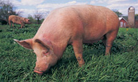 pig grazing in a field