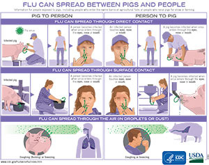 Infographic for swine flu