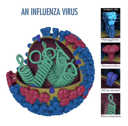 Image of an influenza virus and antigenic sites