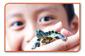 Little boy holding a small turtle