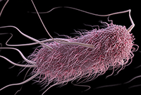 <em>E. coli</em>