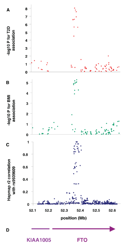 Figure 1: Association of SNPs in the FTO/KIA1005 region of chromosome 16 with (a) type 2 diabetes using 1924 cases and 2938 controls and (B) adults BMI in type 2 diabetic patients. (C) Linkage disequuilibrium (r2) between associated SNP rs9939609 and all other SNPs in HapMap data in Caucasian European samples. (D) Gene postitions.