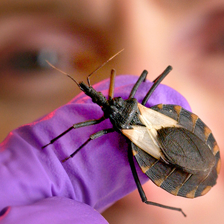 World Chagas Disease Day 2020