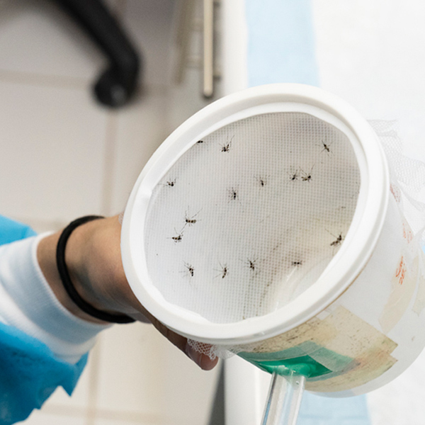 On this World Mosquito Day, learn more about diseases spread by mosquitoes and what CDC is doing about them globally