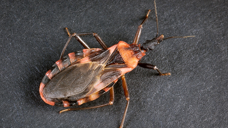 Chagas disease Fact Sheets