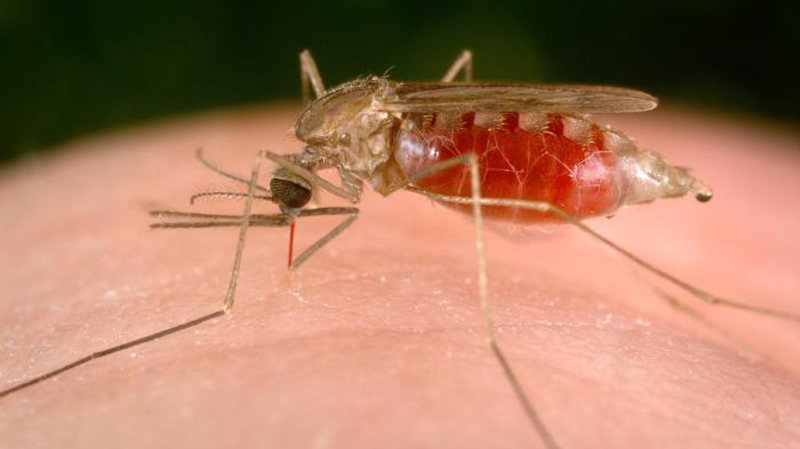 World Mosquito Day 2022: August 20
