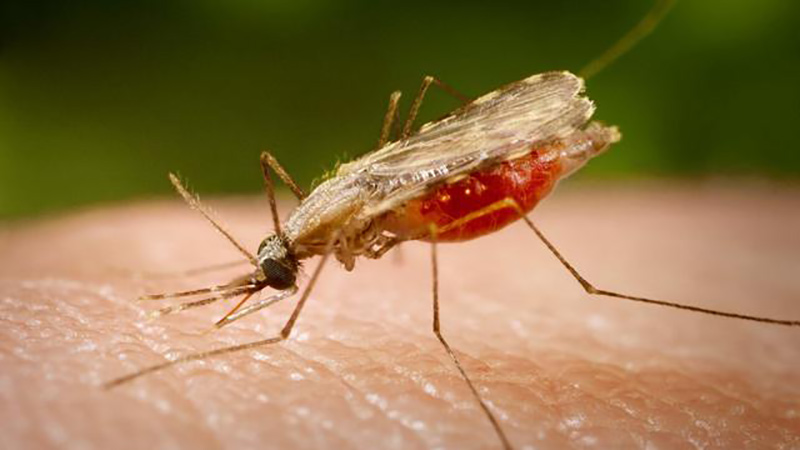 World Malaria Day 2023