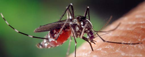 A blood-engorged female Aedes albopictus, a Zika-transmitting mosquito, feeding on a human host.