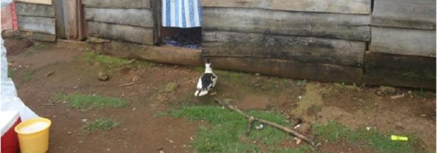 Uganda’s Rapid Response to Avian Influenza Virus Outbreak in Birds