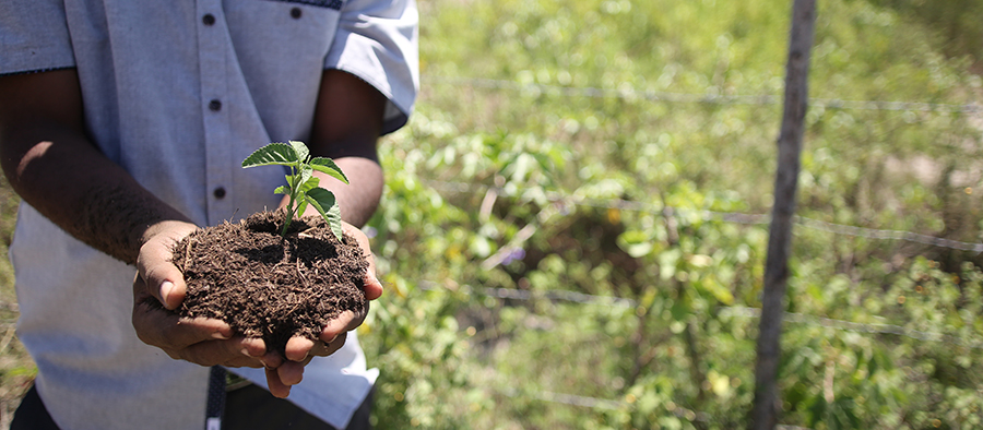 Man in Haiti holds plant grown in compost made in treatment plant that transforms human waste into fertile soil.