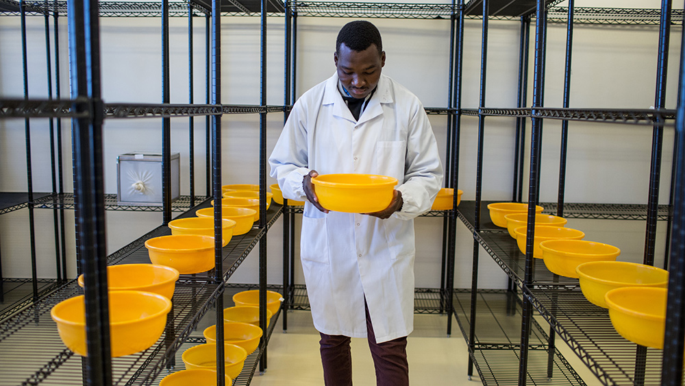 Mozambique INS staff checks a culture of mosquito larvae