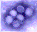 This negative stained transmission electron micrograph (TEM) depicted some of the ultrastructural morphology of the A/CA/4/09 swine flu virus.