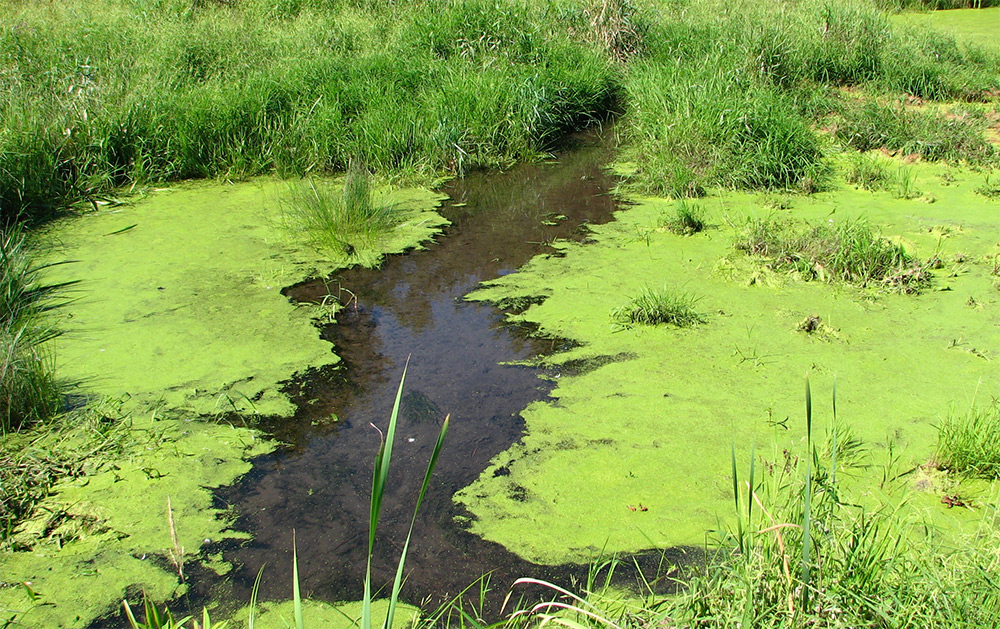 agua dulce de cianobacterias