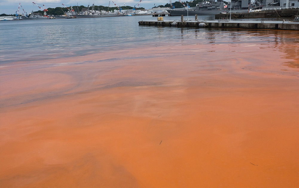 Marine (Saltwater) Algal Blooms 