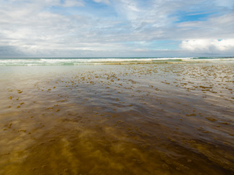 Image of algal blooms growing in saltwater