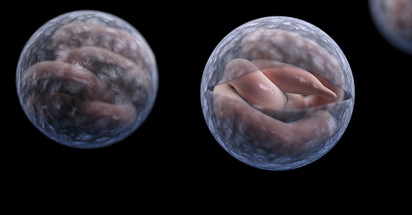 3D rendering of Cryptosporidium cysts with the organisms inside