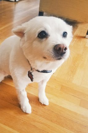 Puppy sitting on living room floor