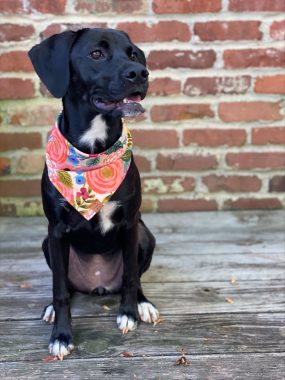 Dog sitting on wooden deck