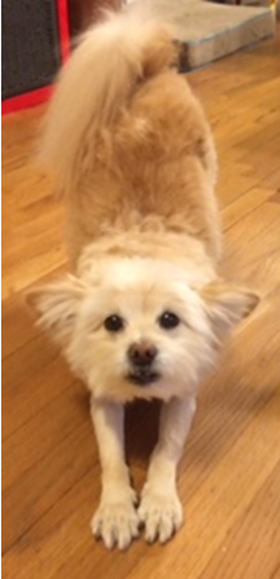 Dog stretching on wooden floor