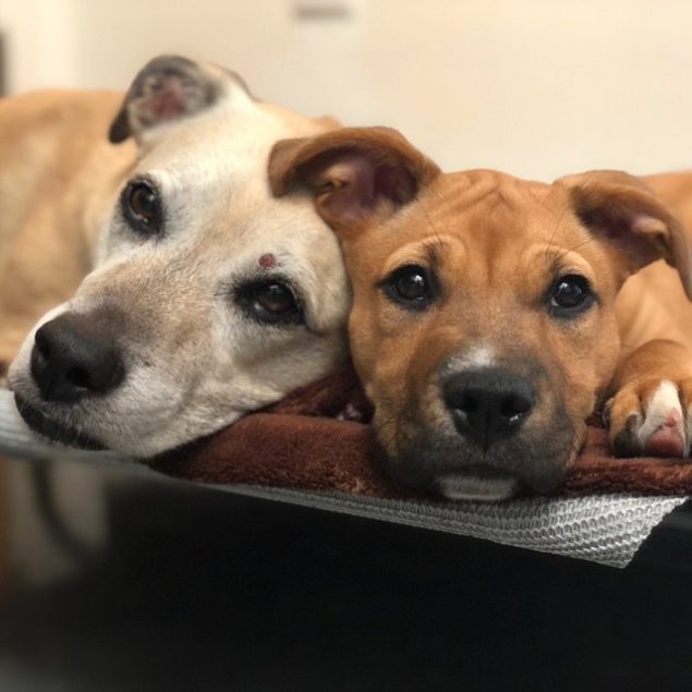 Two dogs laying side-by-side