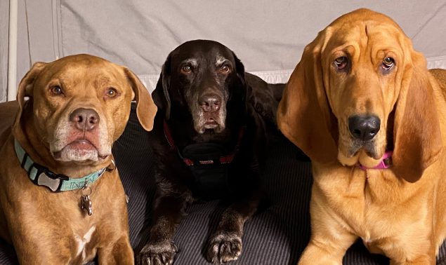 Three dogs laying on bed