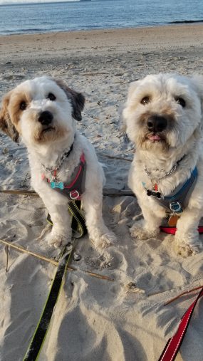 Two dogs on the beach