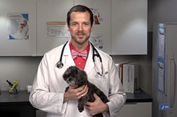 photo of a veterinarian with a dog