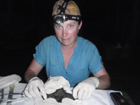 Field worker examining a bat