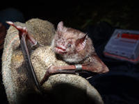 Field worker holding a bat