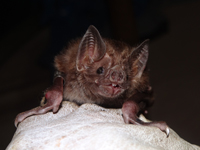 Photo of a bat