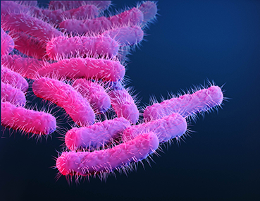 Shigella pathogen illustration