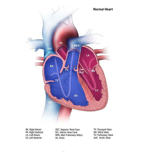 Normal heart