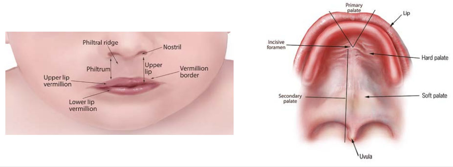 Fig. 28. Anatomy of the lip and palate