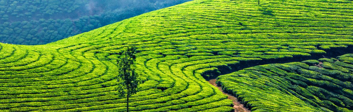 beautiful fields of green tea