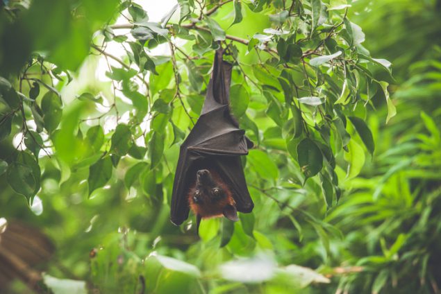 Bat hanging upside down in a green rainforest