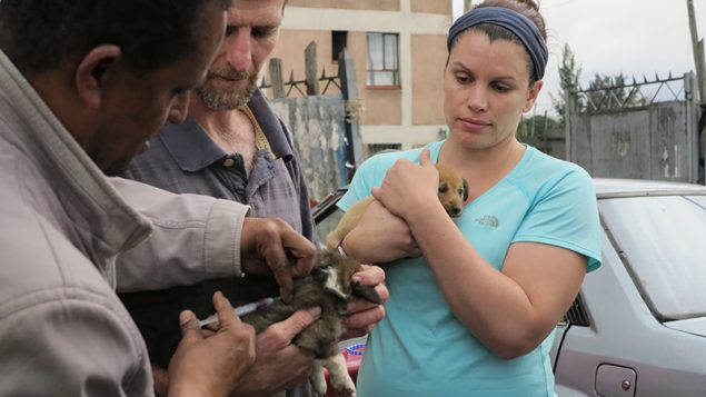 An Ethiopian veterinarian delivers a vaccination to a multi-colored puppy while Daniel Stewart helps hold it still. Nearby Dr. Emily Pieracci holds a small brown puppy whose big brown eyes peek around her hands.