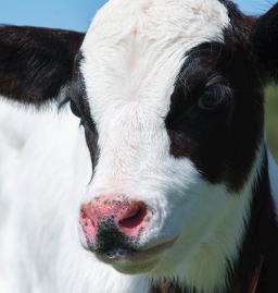 head of a black and white cow