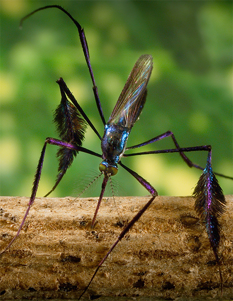 A giant picture of an mosquito