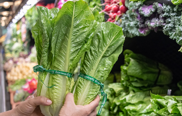 A person holding a group of lettuce