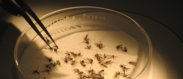 A shot of mosquitoes in a scientist dish