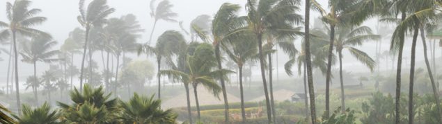 Palm trees swaying wildly in a bad storm