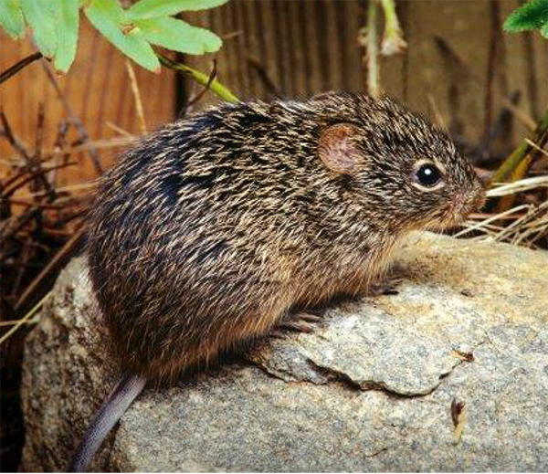 A rodent on a rock