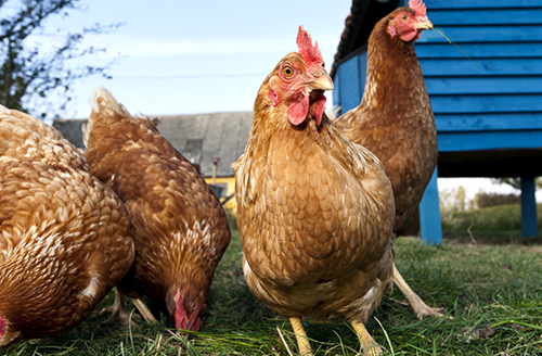 Group of Outdoor Raised Organic Chickens