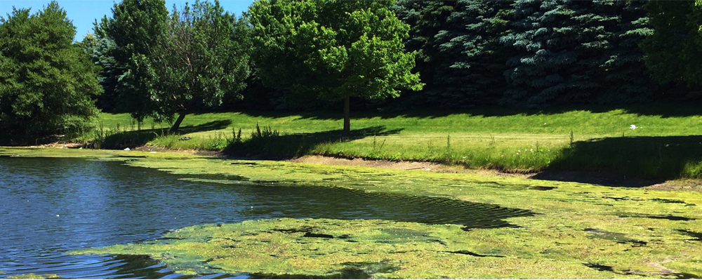 A scene showing water and greenery, which can carry waterborne diseases in many cases