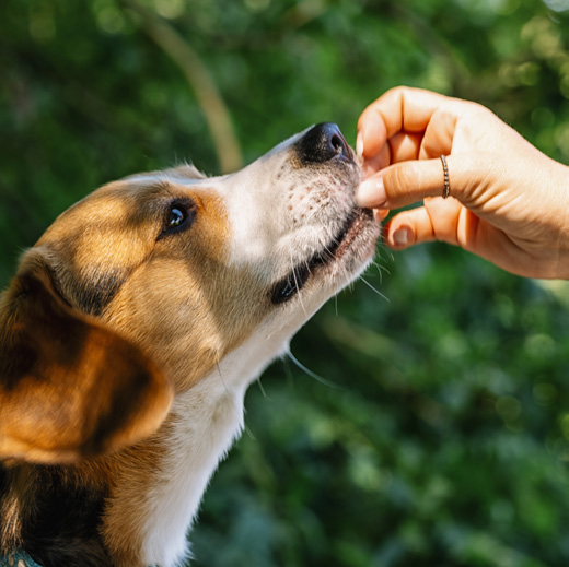 A woman feeding a dog