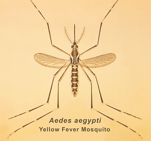 Aedes aegypti Yellow Fever Mosquito